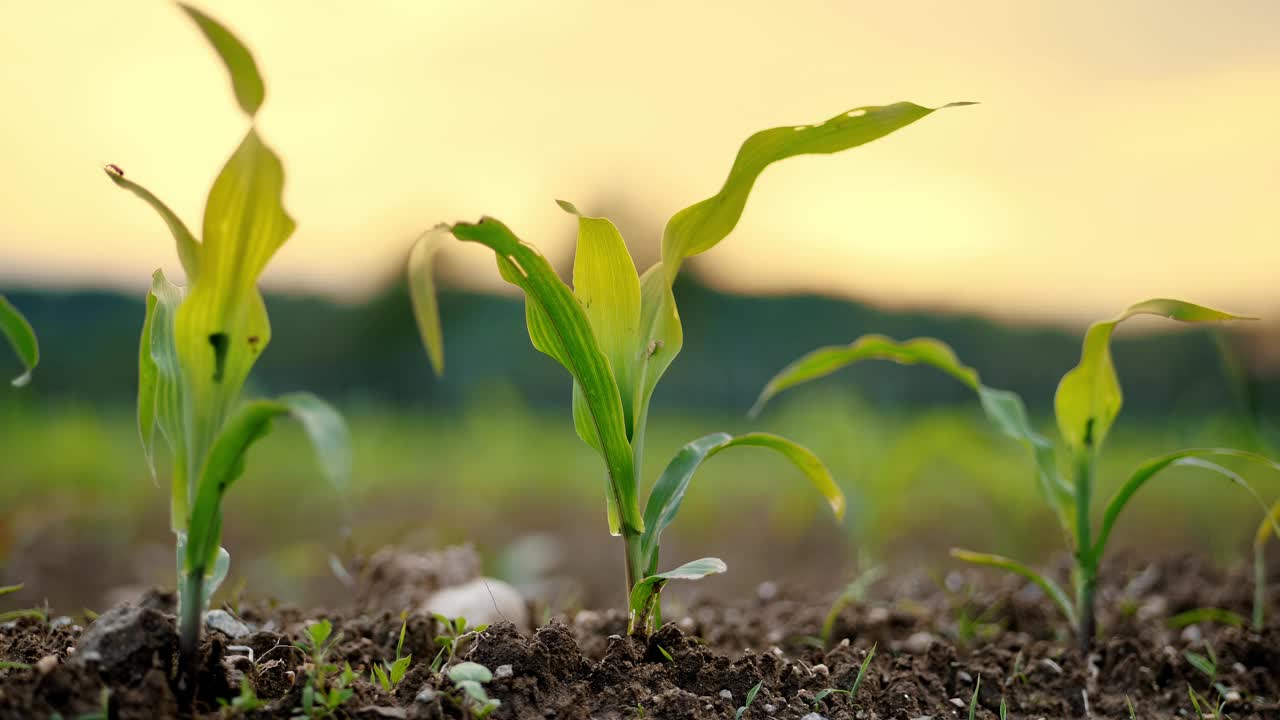 年轻的玉米植物生长在土壤在日落-农业，可持续发展的概念视频下载