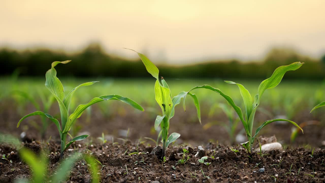 夕阳下肥沃的土壤里生长着生机勃勃的玉米幼苗视频下载