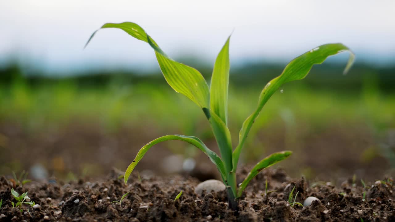 玉米幼苗在肥沃的土壤中发芽-生长和农业的象征视频下载