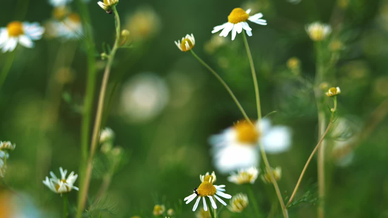 盛开的夏日雏菊田，冥想和设计的自然背景视频下载