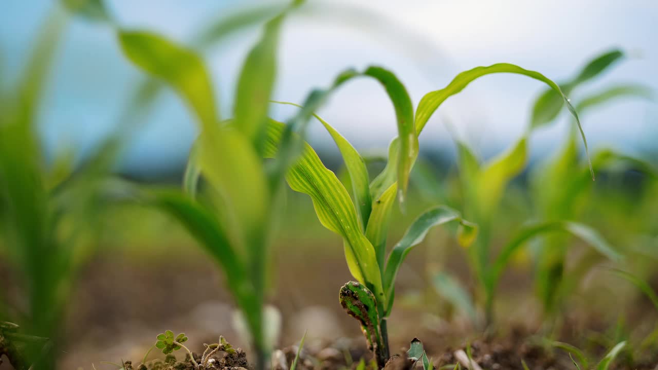 玉米秸秆在田间发芽，象征着新的生长和可持续农业视频下载