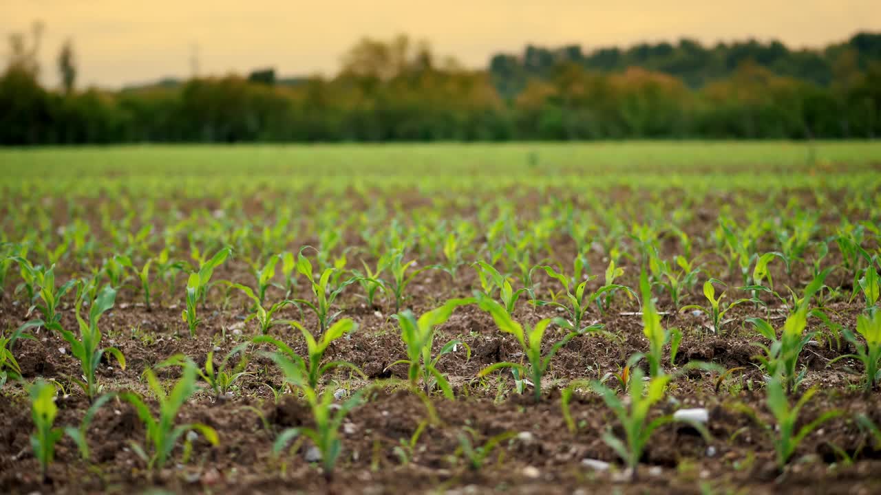 黄昏时生长在肥沃土地上的玉米幼苗，象征着初夏农业视频下载