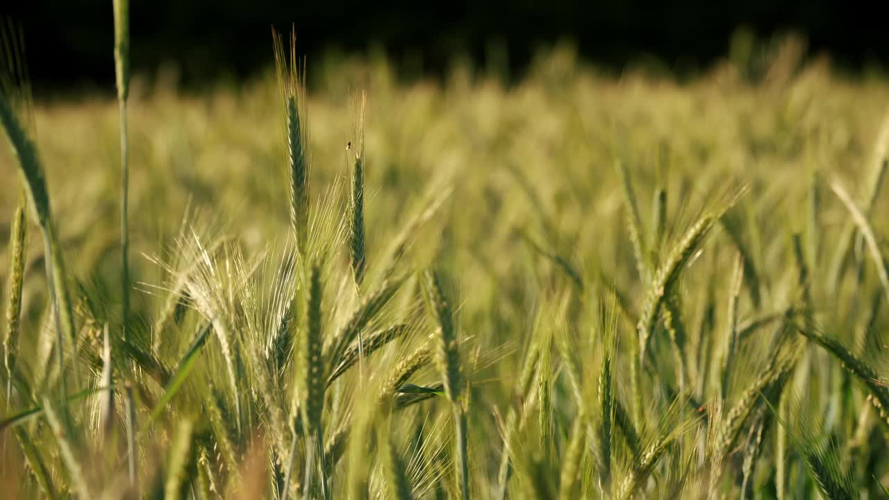 黄金时间的阳光照亮了郁郁葱葱的大麦田，完美的农业背景视频下载