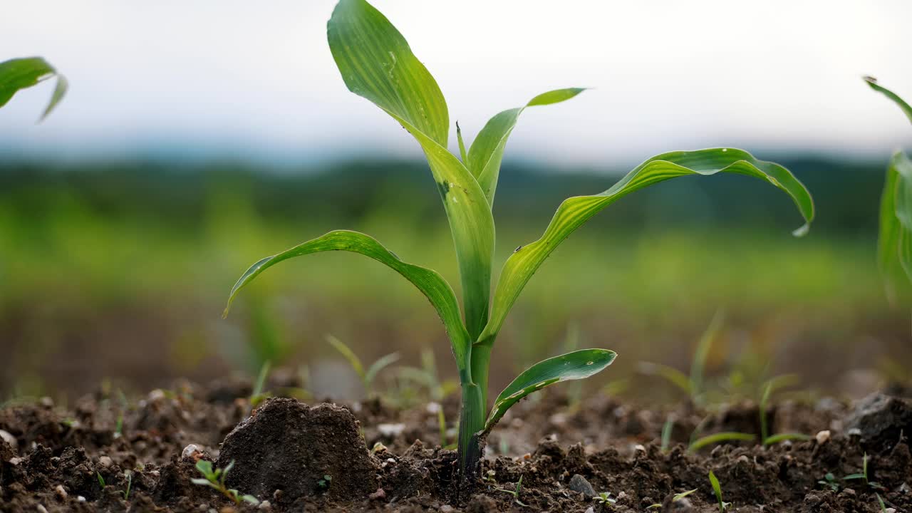 充满活力的绿色玉米幼苗在深棕色肥沃潮湿的土壤上的特写。玉米田，温暖的春日，在农田里种玉米视频下载