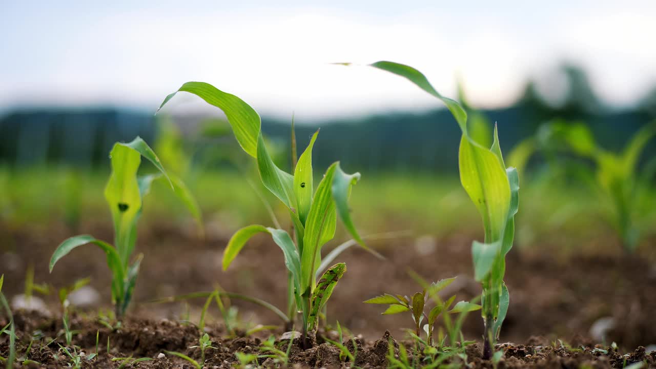 在阳光明媚的日子里，玉米幼苗在肥沃的土壤中茁壮成长，农业耕作概念视频下载