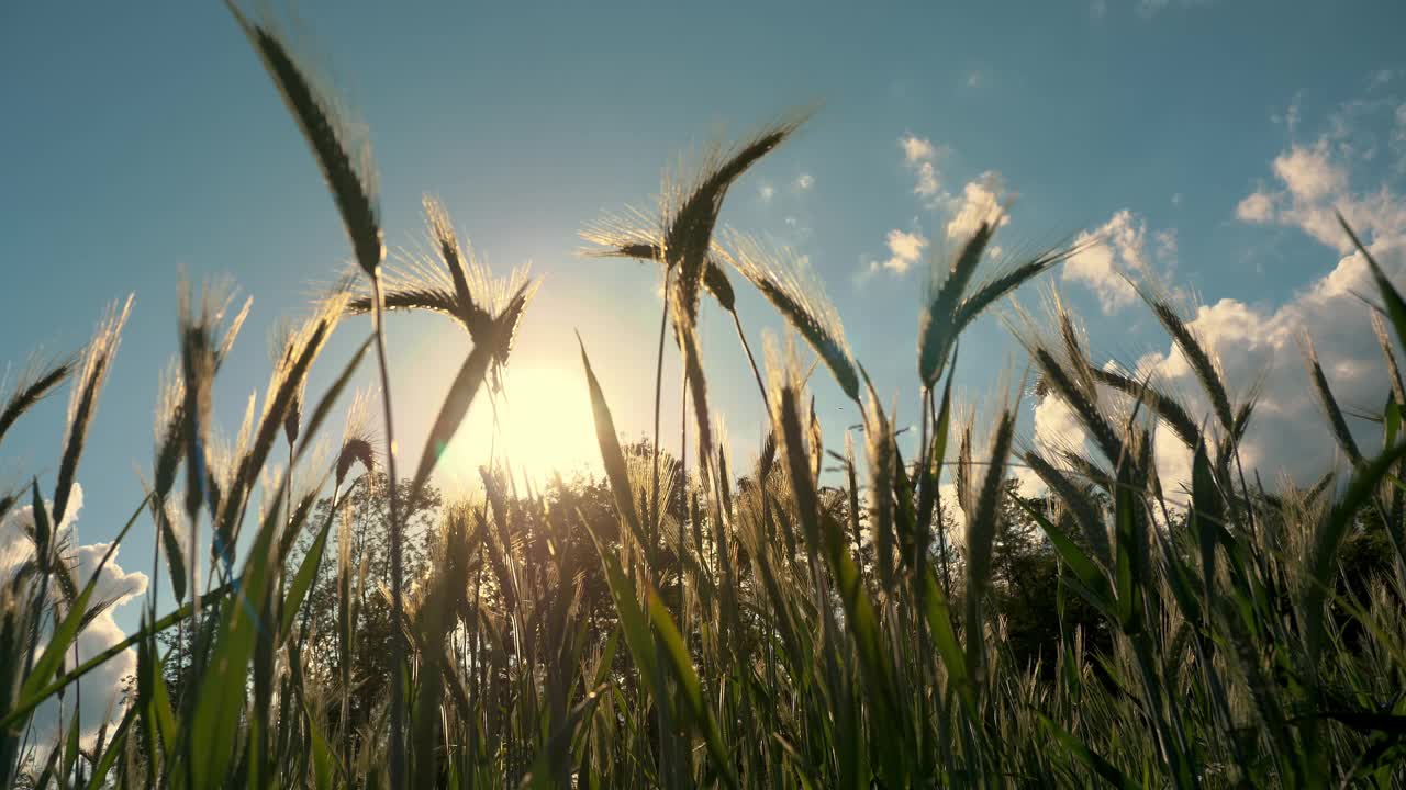 晴空下生机盎然的田野里绿色的麦穗特写视频下载