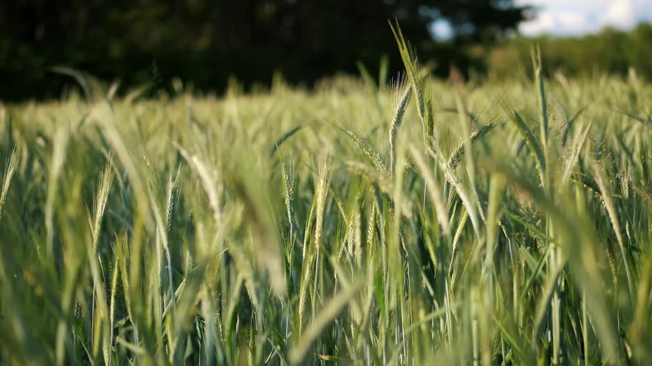 黄昏时阳光照耀下的麦田:宁静的农业景观视频下载