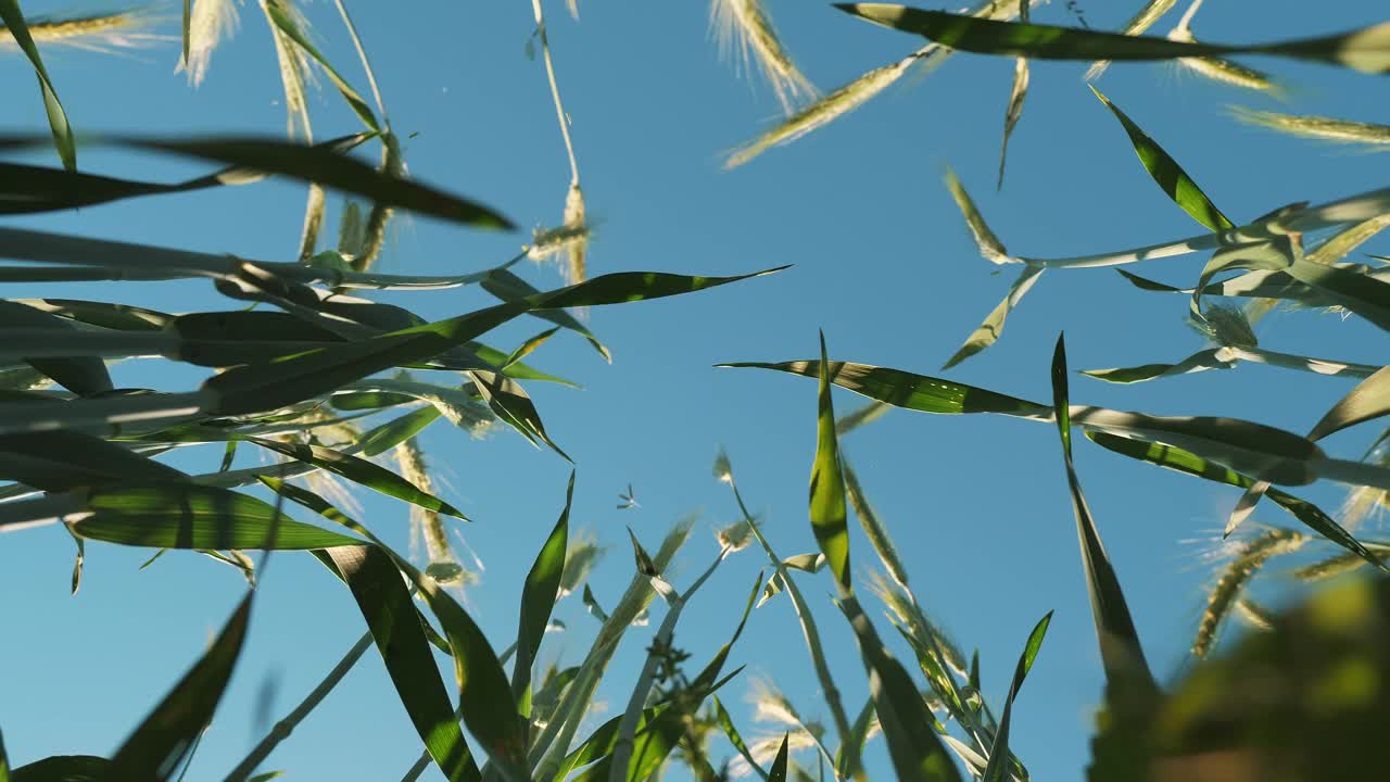晴空下生机盎然的田野里绿色的麦穗特写。农民用手摸着庄稼检查视频下载