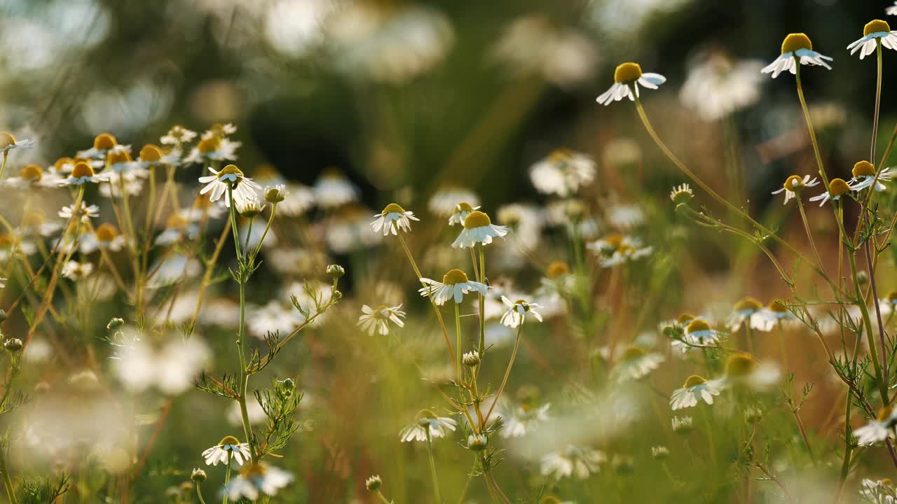 宁静的夏日草地与盛开的雏菊在软焦点背景视频下载