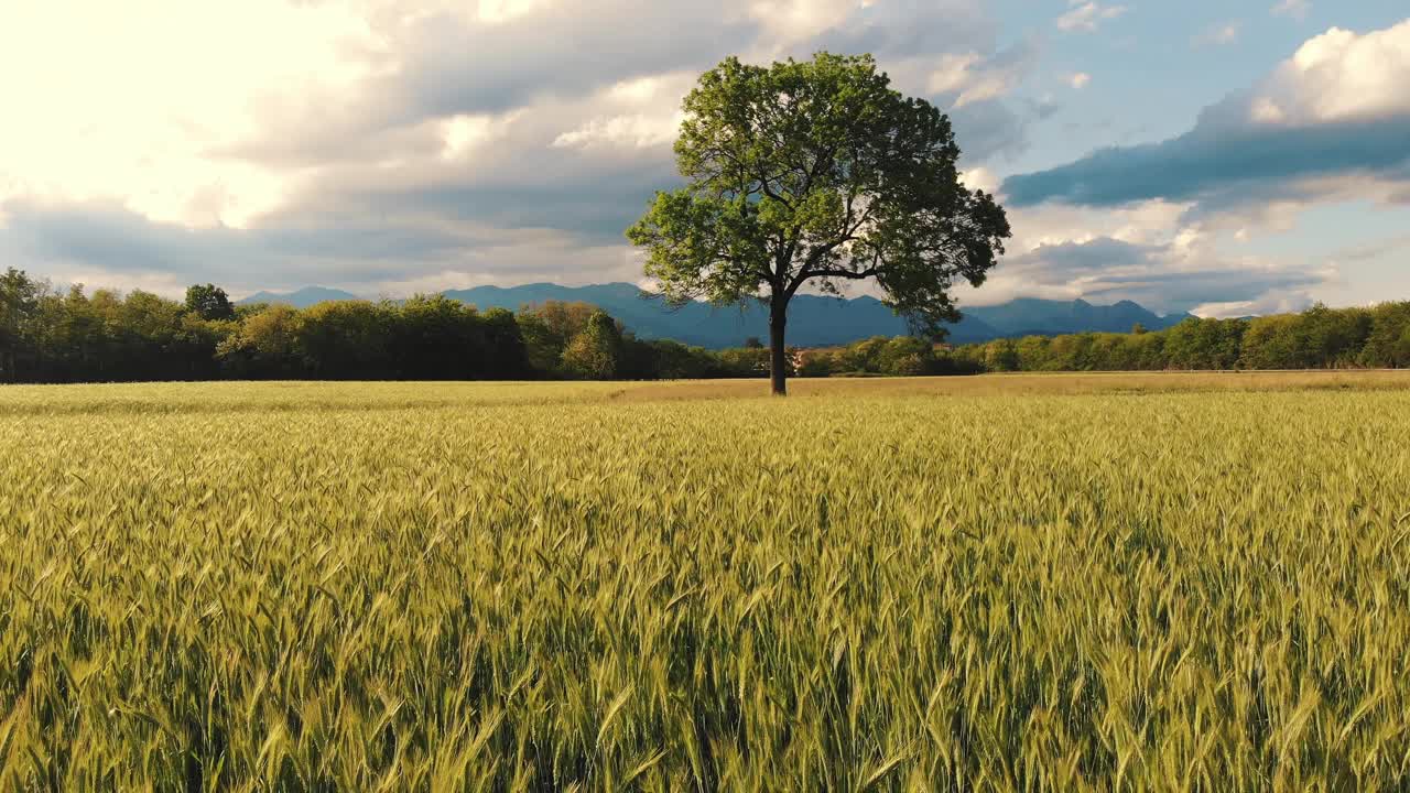 麦田，宁静的夏日:远处群山环绕的广阔麦田里的孤树视频下载
