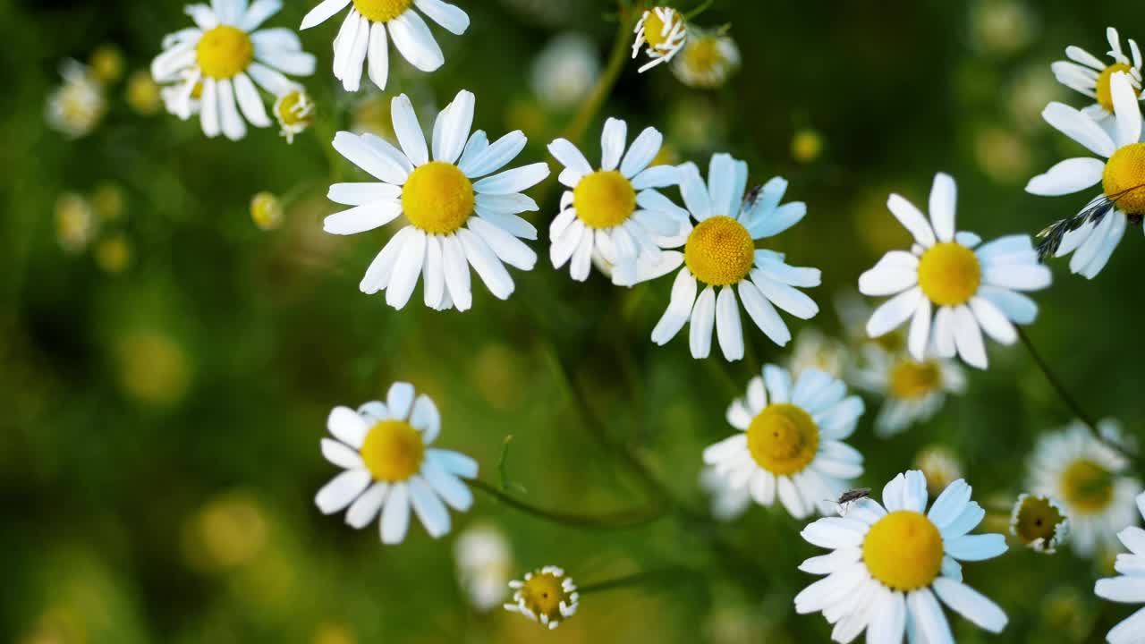 夏季草地盛开与充满活力的雏菊花-理想的自然背景和花卉设计视频下载