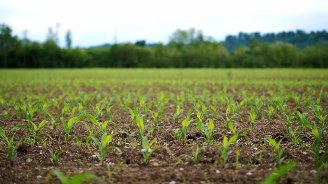 可持续农业:玉米幼苗在广阔的土地上茁壮成长视频下载
