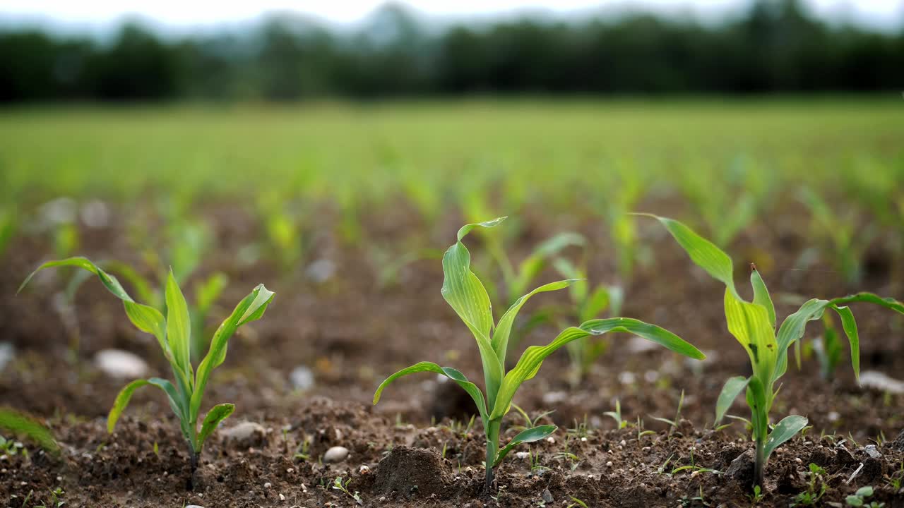 郁郁葱葱的玉米幼苗在广阔的农田里发芽视频下载