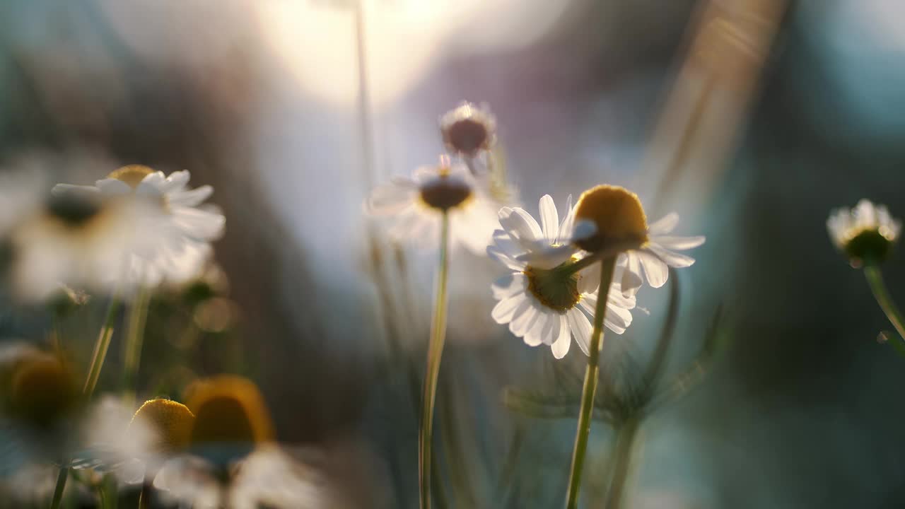 迷人的晚霞在雏菊领域-完美的自然主题和季节性装饰视频下载