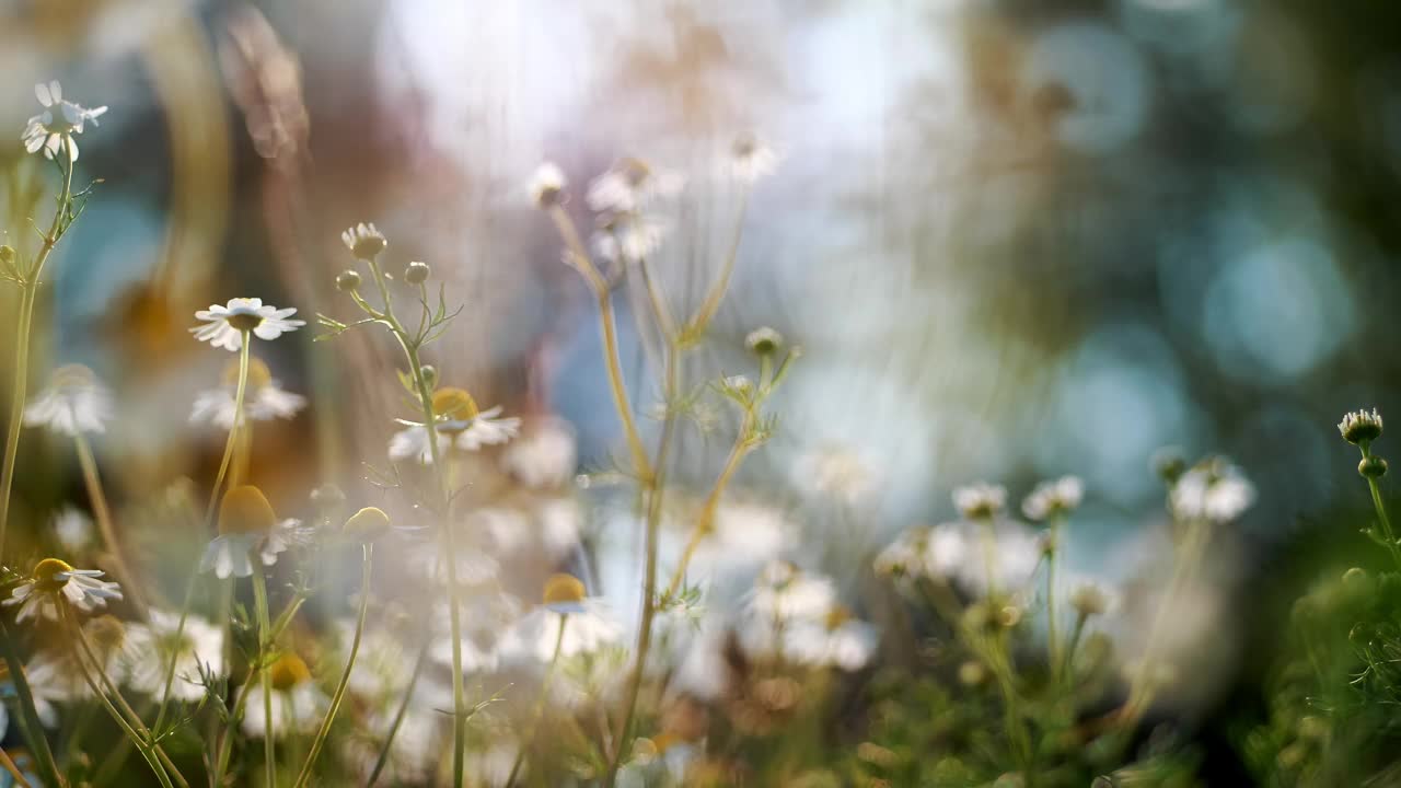 梦幻般的夏日草地:柔美的野花对着阳光的模糊视频下载