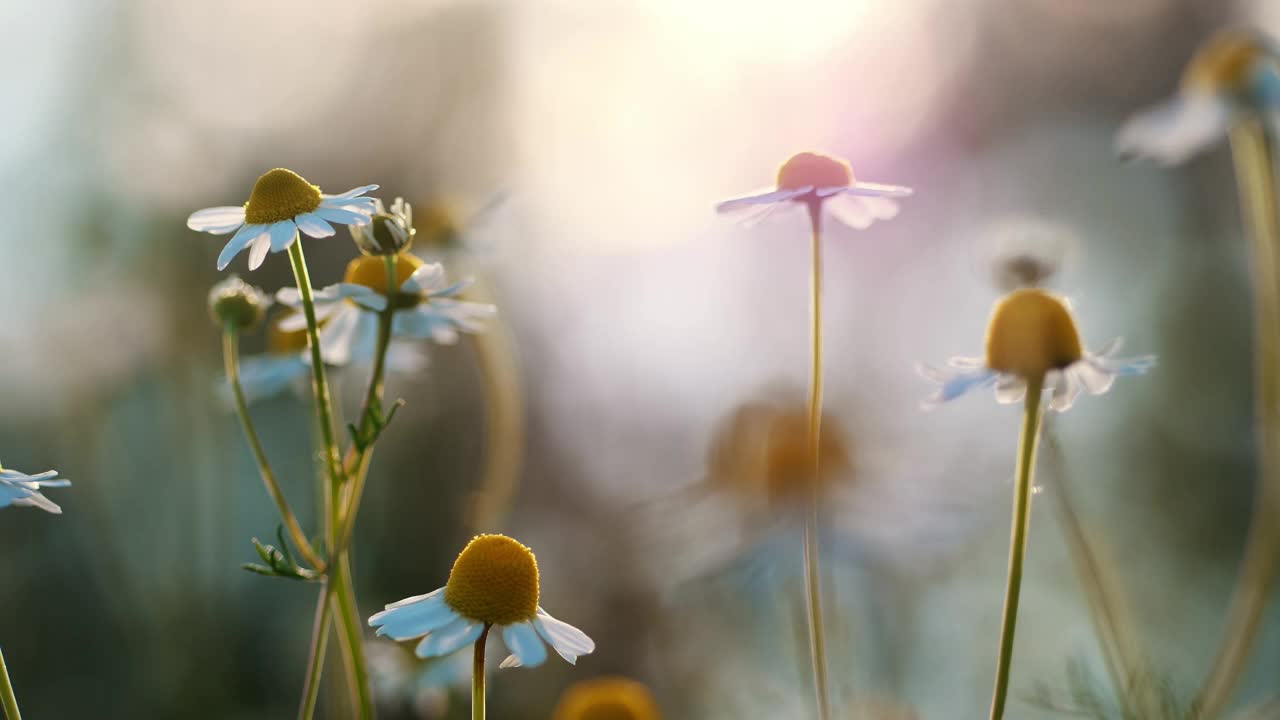 神奇的黄金时刻光照亮了梦幻草地上娇嫩的雏菊花视频下载