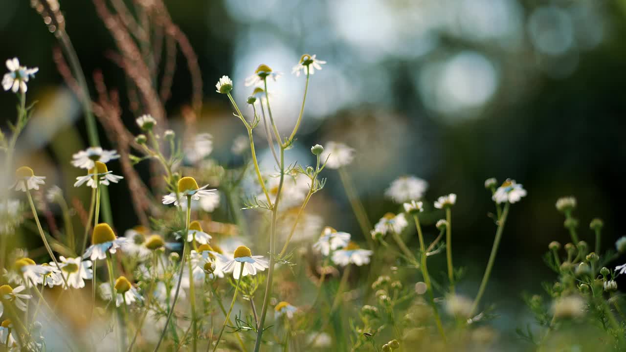 宁静的夏日草地:野生雏菊对软散景背景的特写视频下载