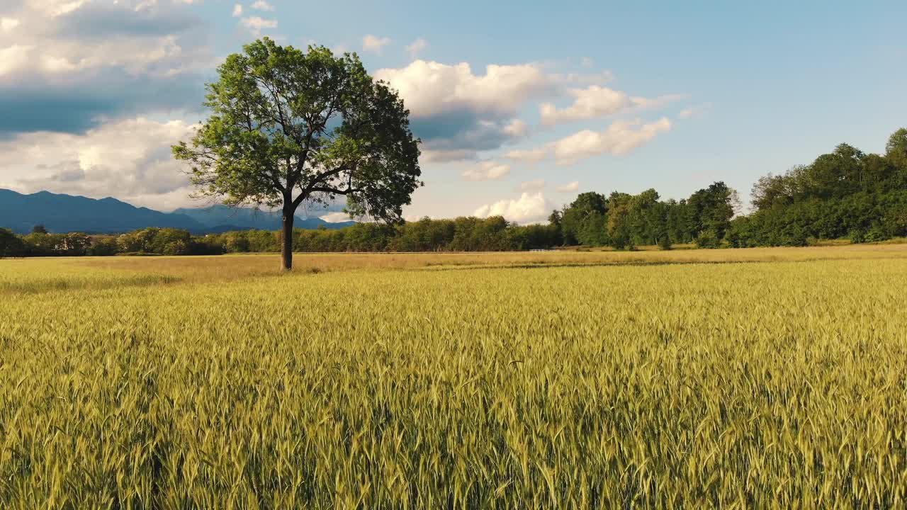 麦田，山的背景。宁静的夏景与孤独的树视频下载