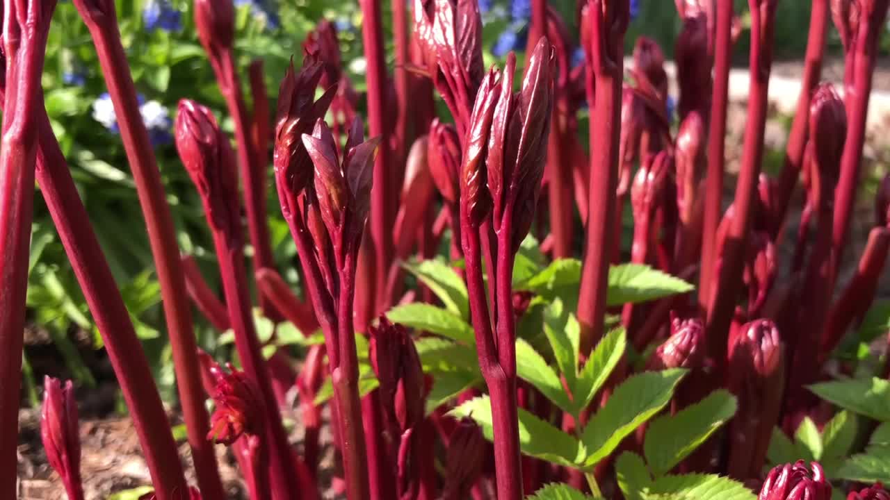 鲜红的牡丹茎在春日的阳光下伸展视频下载