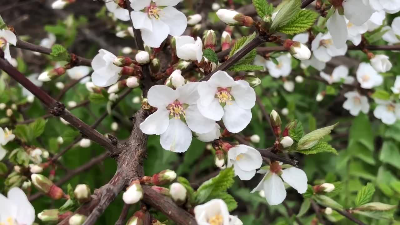 开着许多白花的樱花视频下载