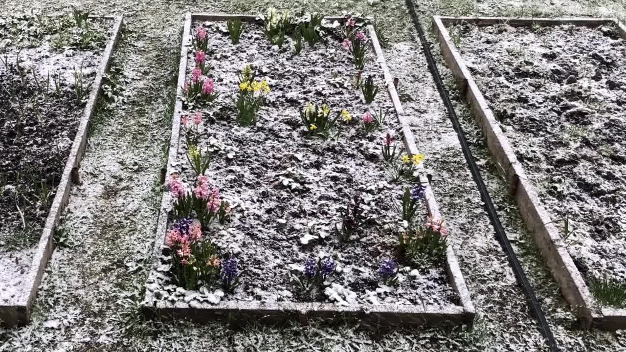 五月初的暴风雪覆盖了花园床上的春花视频下载