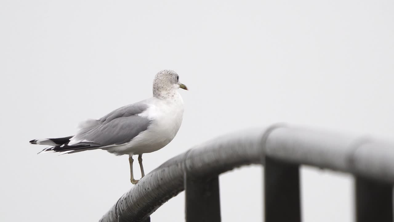 一只站在桥栏杆上的普通海鸥或海鸟(海鸟视频下载