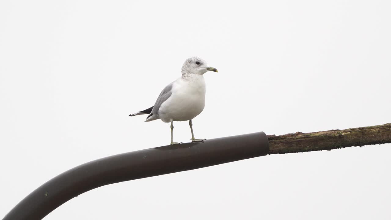 站在金属杆上的普通海鸥或海鸟(海鸟视频下载