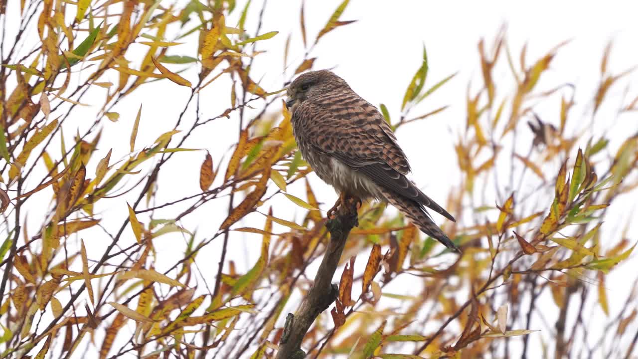 秋天，一只雌红隼(Falco tinunculus)坐在树枝上视频下载