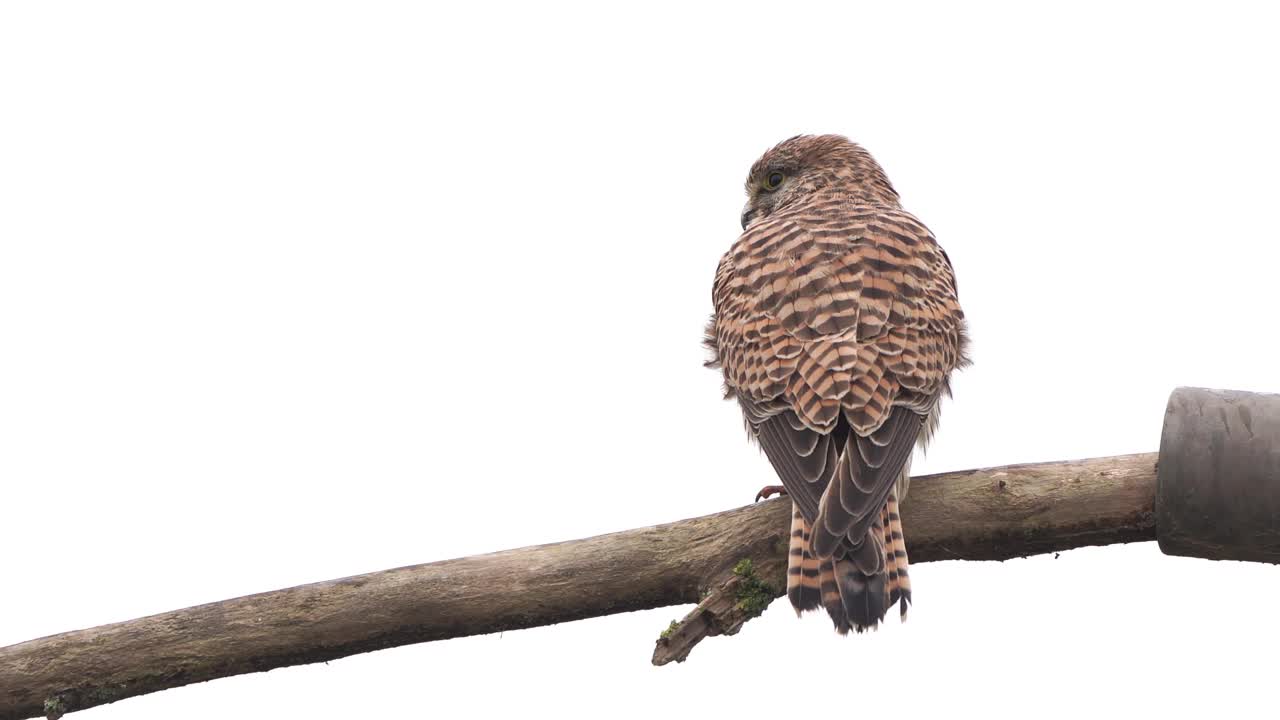 一只雌红隼(Falco tinunculus)坐在树枝上视频下载