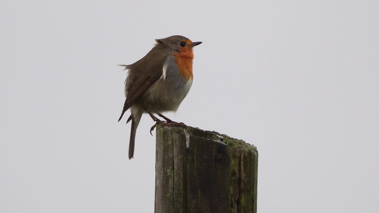 冬天栖息在木杆上的欧洲知更鸟(红知更鸟视频下载