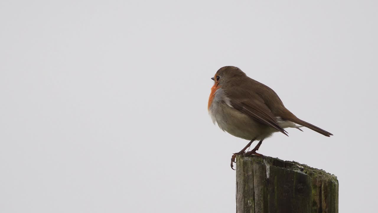 冬天栖息在木杆上的欧洲知更鸟(红知更鸟视频下载