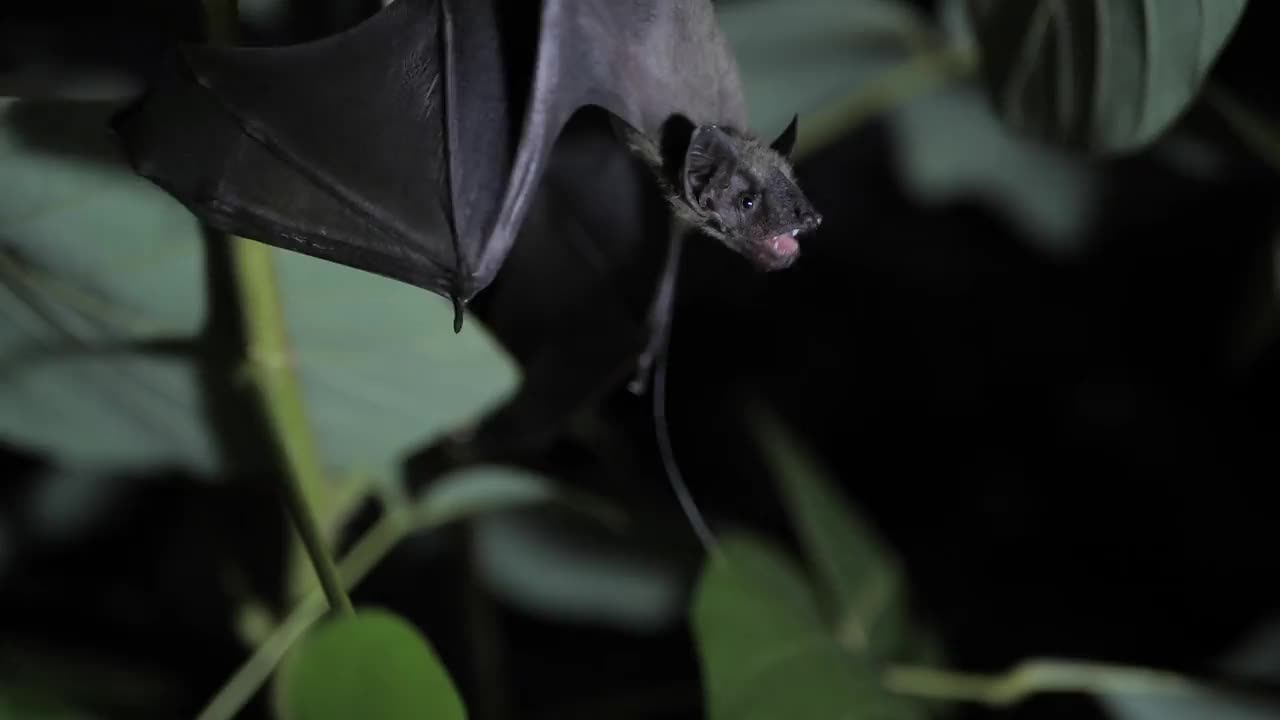 一只蝙蝠倒挂在树上视频下载