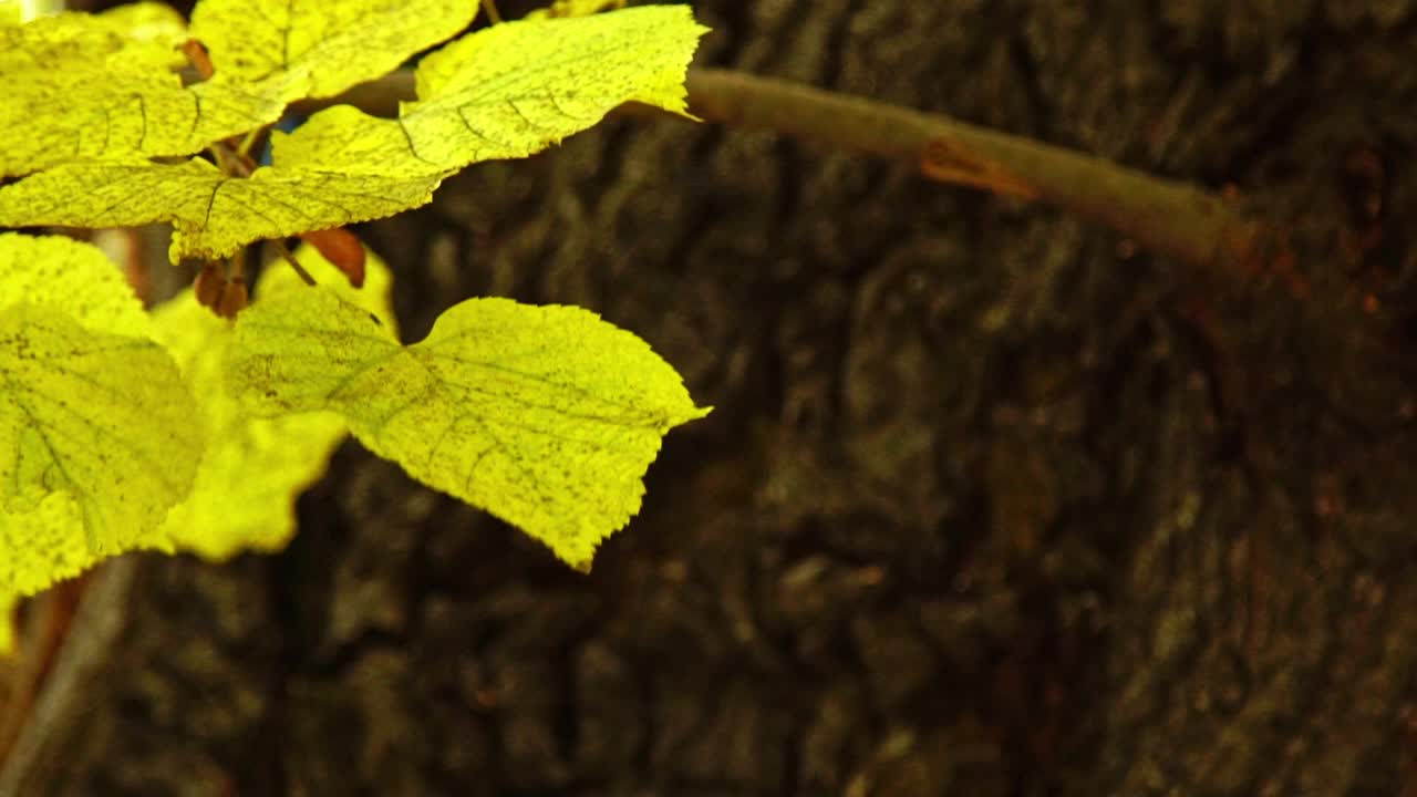 秋日里，菩提树枝上的黄叶视频下载