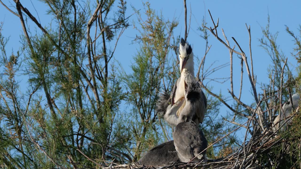 年轻的灰苍鹭在巢里，法国的卡马格视频下载