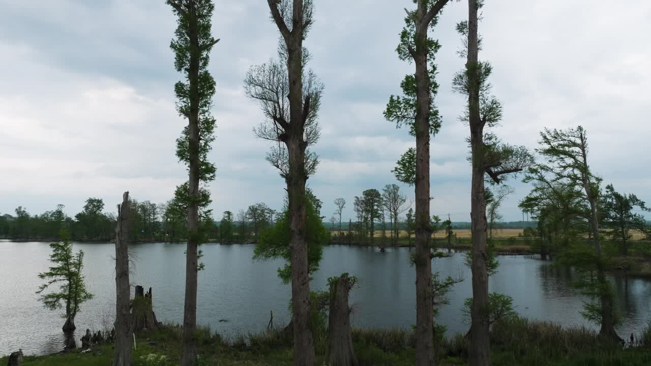 惊人的，电影拍摄神奇的湖边自然-瑞尔富特湖，田纳西州。视频下载