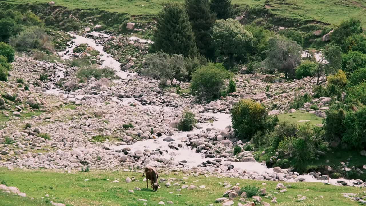 山间流水的瀑布。在高地牧场上吃草的牛视频下载