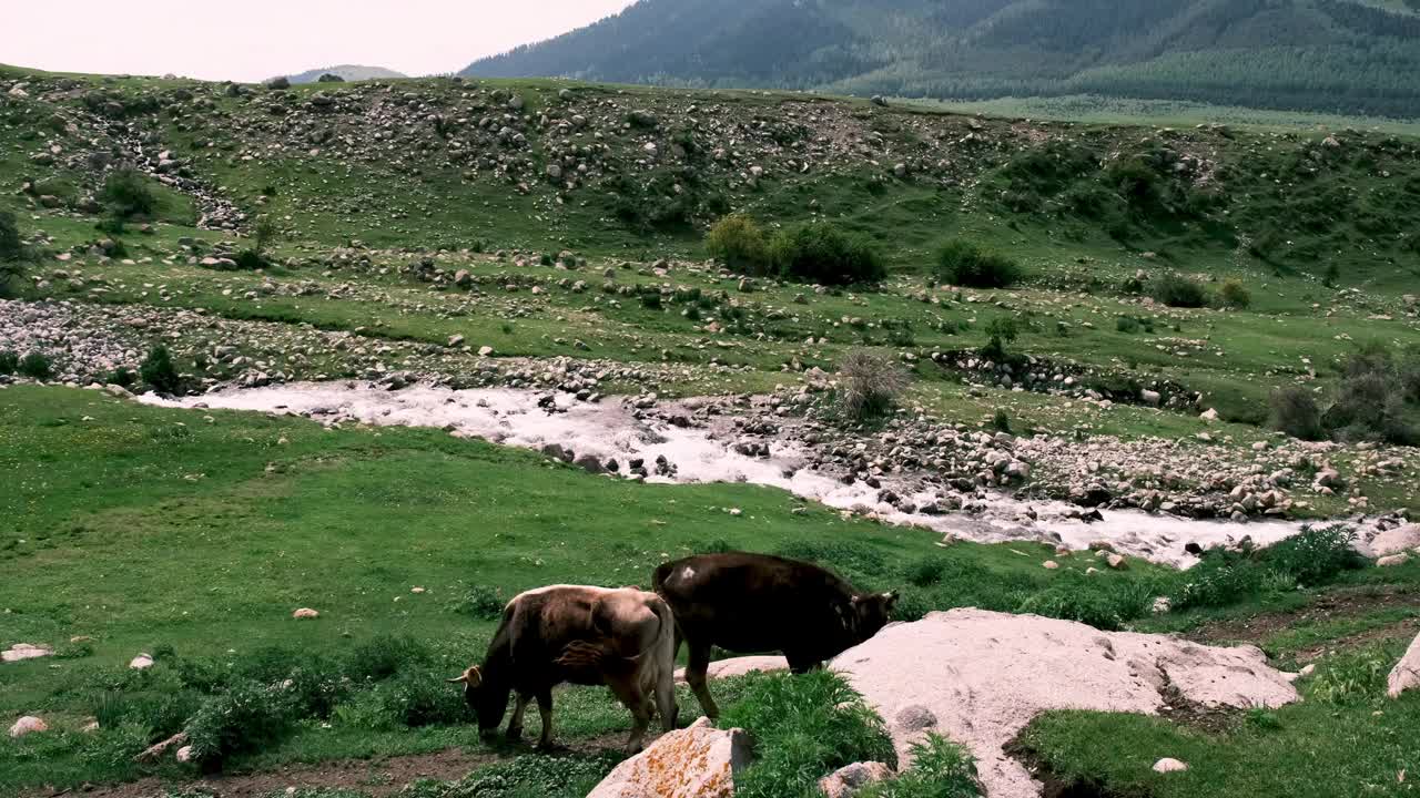 夏天，牛在山河岸边吃草视频下载