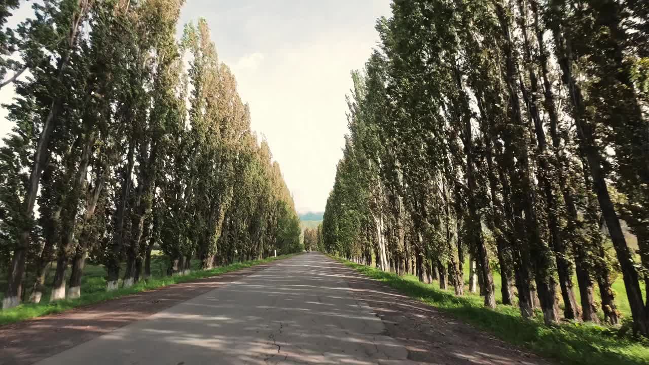 在维护不善的乡间小路上旅行，两旁是高大的白杨树视频下载