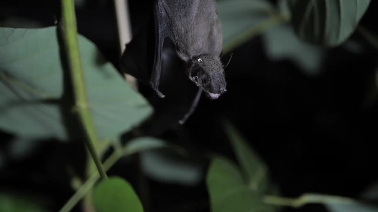 一只蝙蝠倒挂在树上视频下载