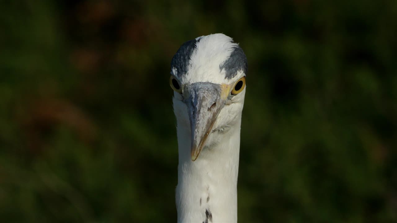 法国卡马格，一只灰色苍鹭的肖像。视频下载