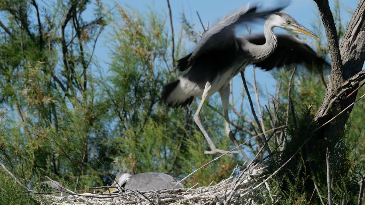 法国卡马格，学飞的灰鹭雏鸟视频下载