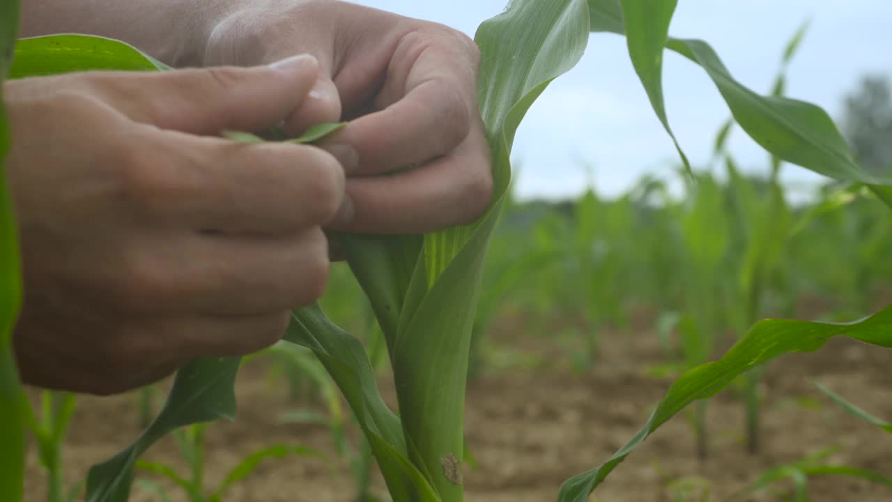 特写男农民在田间检查有机玉米植株的质量。收获农业收获农业无转基因生态生物产品，天然产品环保。视频下载