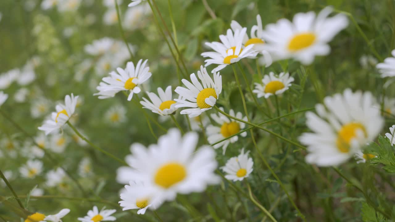 白色雏菊在风中摇曳。白色盛开的洋甘菊花夏季田野草地特写。野花在大自然的春天。环境保护，生态。美丽的蜡台。视频下载
