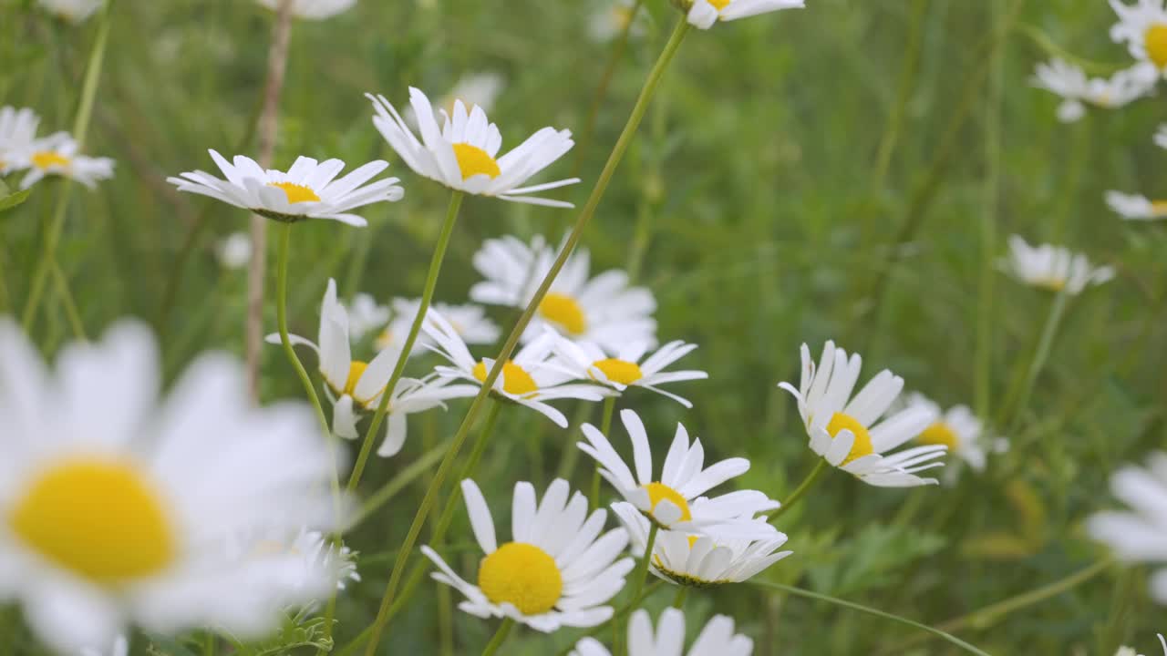 白色雏菊在风中摇曳。白色盛开的洋甘菊花夏季田野草地特写。野花在大自然的春天。环境保护，生态。美丽的蜡台。视频下载