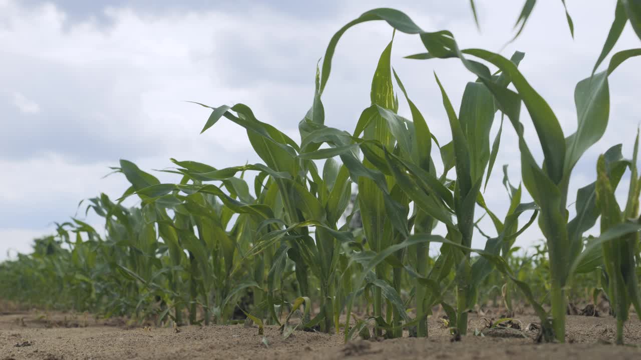 田间植物的绿叶玉米。玉米农场。玉米地的边缘，玉米秆、玉米叶和玉米穗在微风中摇曳。土壤干燥，气候变化。视频下载
