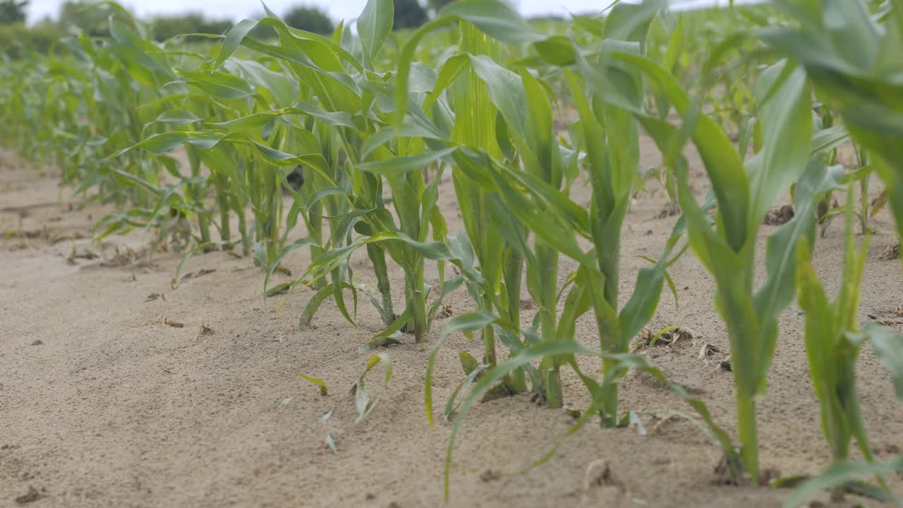 田间植物的绿叶玉米。玉米农场。玉米地的边缘，玉米秆、玉米叶和玉米穗在微风中摇曳。土壤干燥，气候变化。视频下载