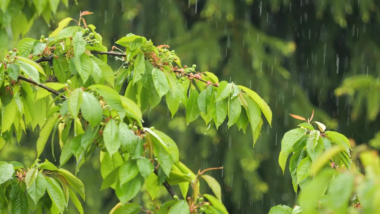 雨水落在绿色植物的叶子上。平静放松冥想和平的背景。大雨中，绿叶上滴下的慢动作雨滴。雨天和自然界的雨水。视频下载
