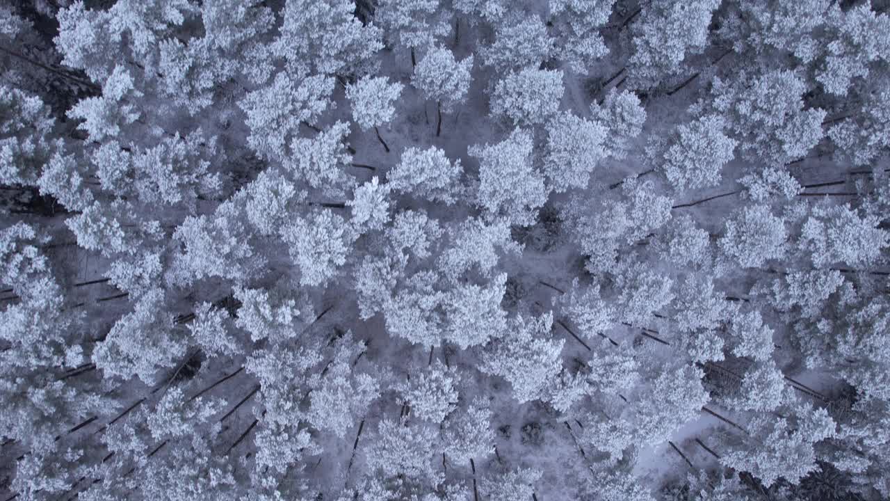 鸟瞰图在美丽的冬日，树梢被冰雪覆盖。在美丽宁静的冬日早晨，飞过令人惊叹的白松林。飞越波兰新雪覆盖的冬季森林。视频下载
