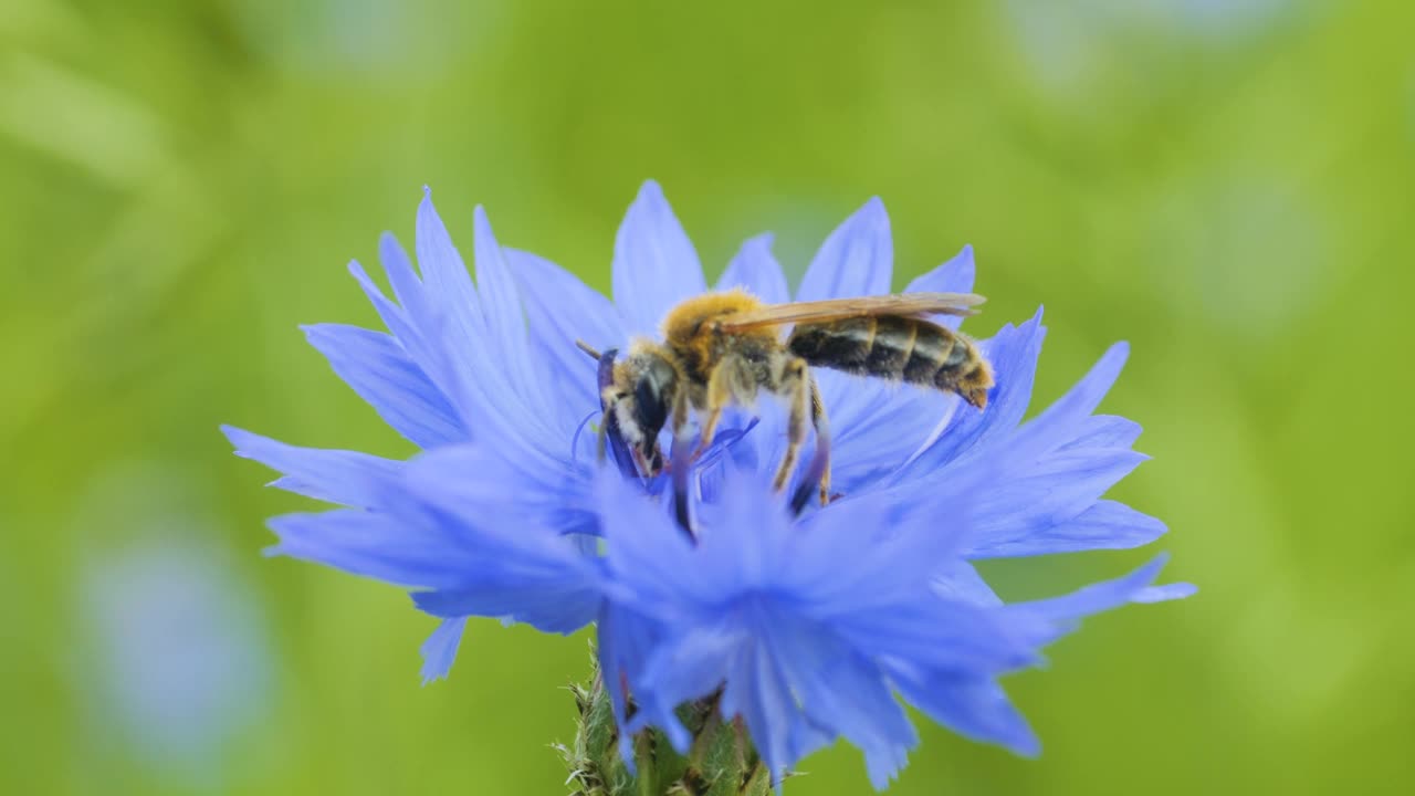 蜜蜂身上覆盖着花粉，在蓝色菊苣花上采集花蜜。春天菊苣花特写。微距镜头蜜蜂授粉春天紫色花朵盛开。视频下载