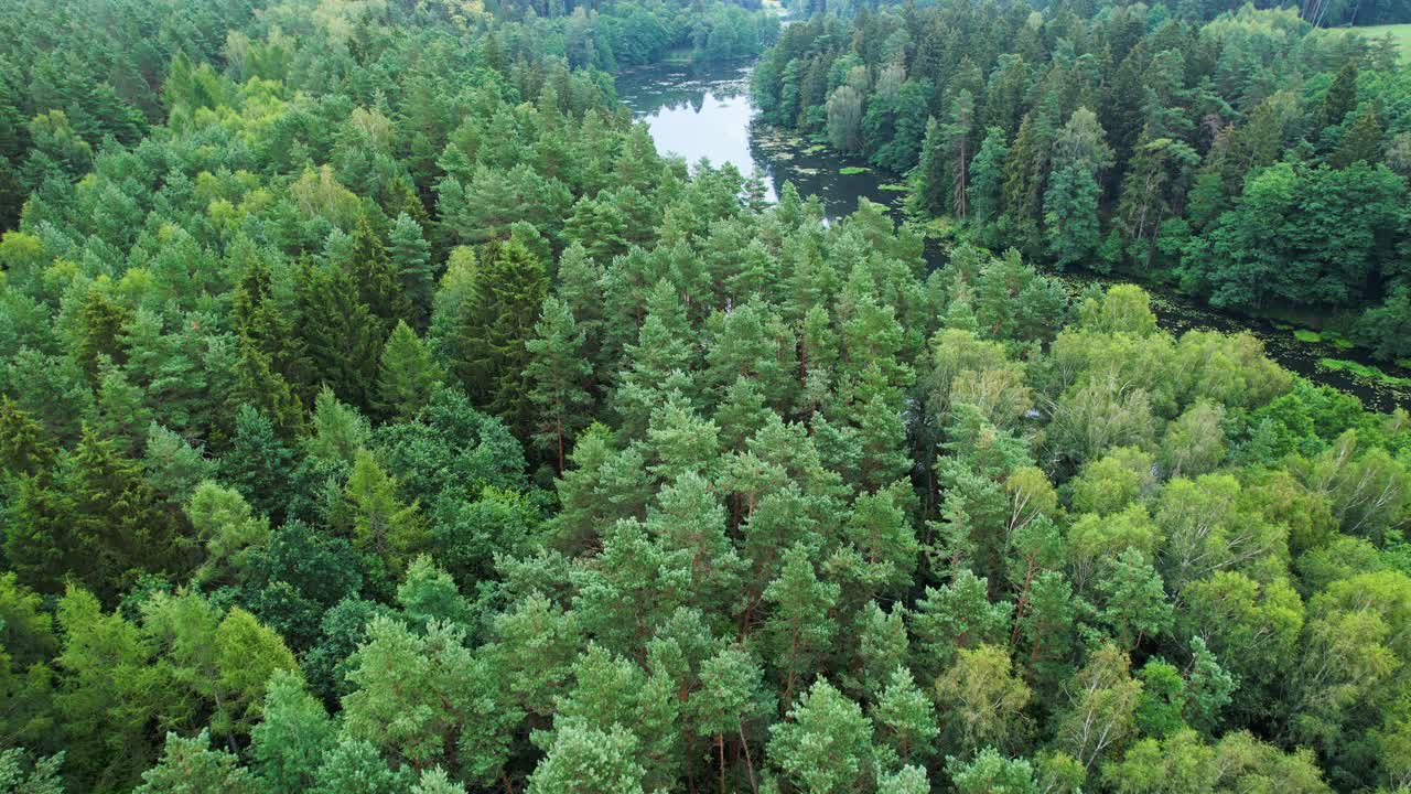 令人惊叹的鸟瞰图，茂密的常绿森林和河流。风景如画的河流流经波兰的荒野保护区。生态系统、自然、野生动物景观。减少全球变暖排放。视频下载